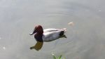 The Birds of Salford Docklands